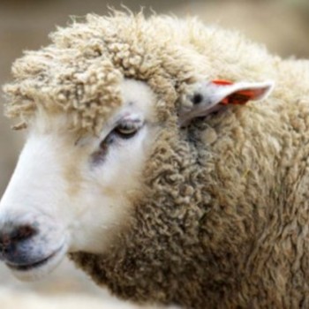 Дефицит овечьей шерсти