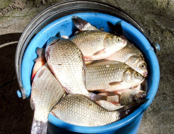 Осторожно, описторхоз