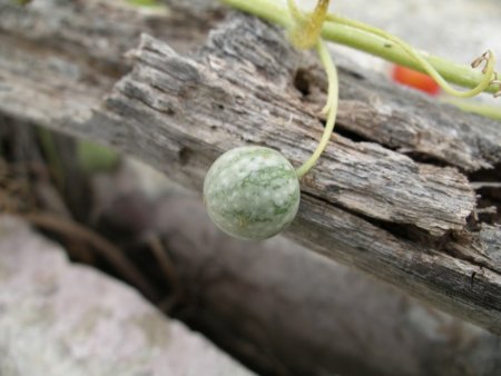 Китайцы научились выращивать арбузы размером с черешню