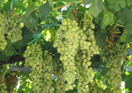 Кубанские аграрии собрали 190 тыс. тонн винограда