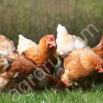 Бройлерные цыплята и куры несушка. Оптом.