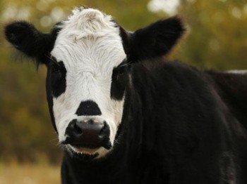 Новая Зеландия заинтересована в экспорте молочной продукции в РФ