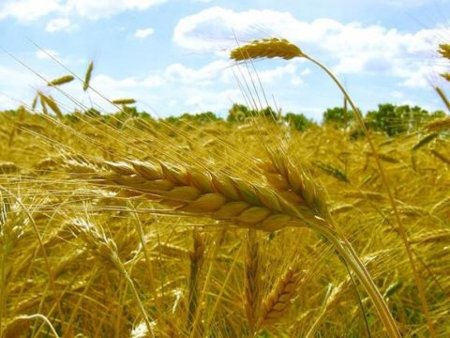 Россия и Украина не оставляют пшенице шансов