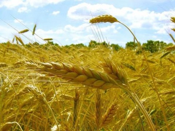 Россия и Украина не оставляют пшенице шансов