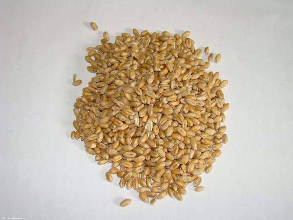 Госрезерв намерен продать 250 тыс. тонн зерна