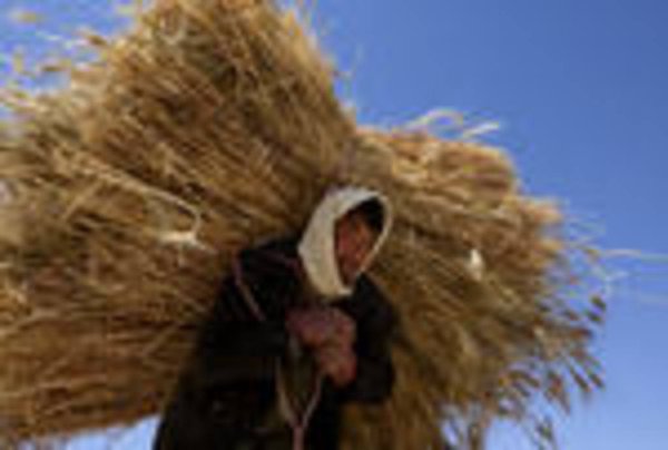 В Херсонской области валовой сбор зерновых составит 2,5 млн. тонн