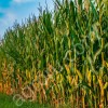 Семена гибридов кукурузы импортного и отечественного производства