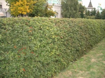 Живая изгородь