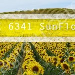 Гибрид подсолнечника НСХ 6341