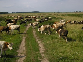 В Карасукском районе растут объемы производства молока
