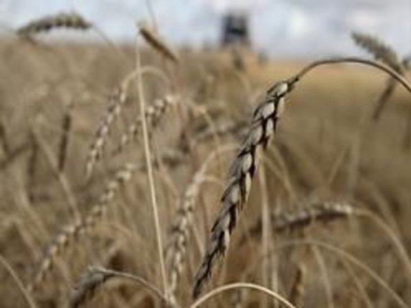 США: пшеница в Чикаго снижает котировки третий день подряд