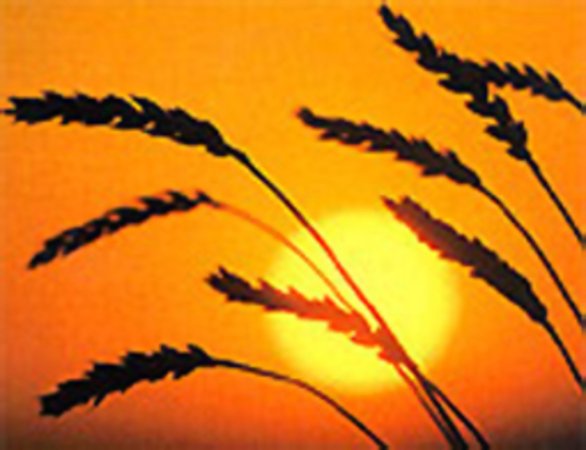 Рост котировок фьючерсов американской озимой пшеницы