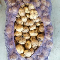 Картофель