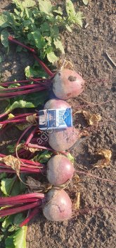 Почем овощи