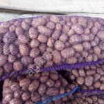 Семенной картофель Коломба