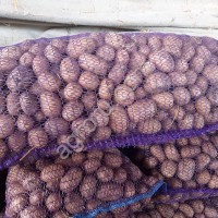 Семенной картофель Коломба