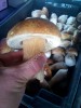 Белые грибы