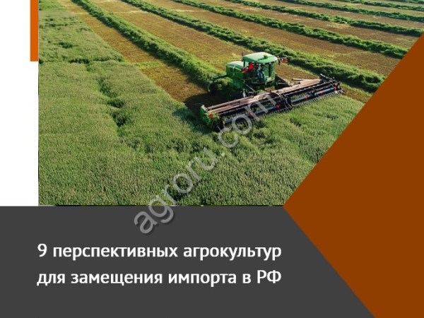 9 перспективных агрокультур для замещения импорта в РФ