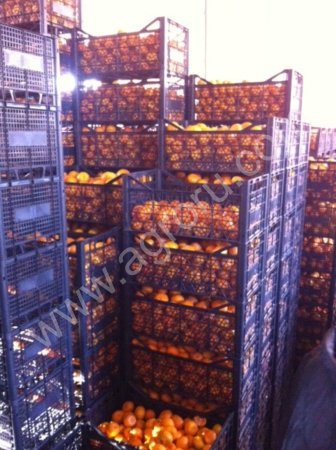 Мандарины оптом