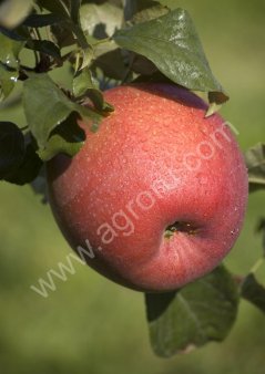 саженцы яблони хоней крисп