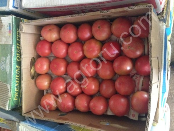 Розовый помидор