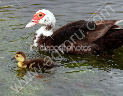 мускусные утята, индоутята