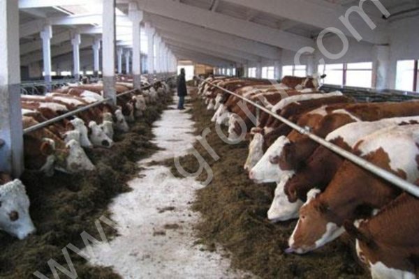 КРС симментал, казахская белоголовая