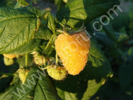 саженцы малины ремонтантной