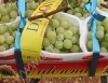 Виноград сортов Victoria, Blac Magic,Big Perlon; Italia; Red Globe; Paglieri;