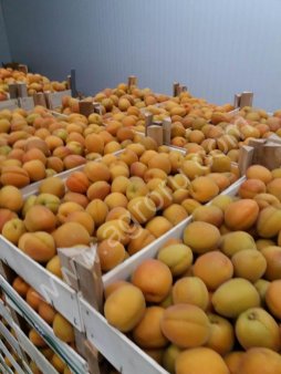 АБРИКОС GREEN HILLS MARKET DOO