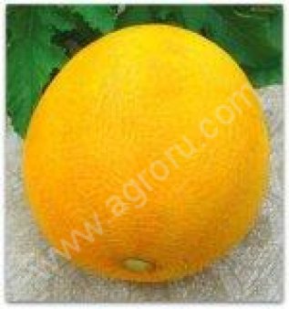 семена бахчевых культур