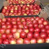 яблоки  импорт