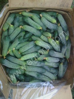 Огурцы оптом