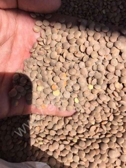 Чечевица урожай 2017г