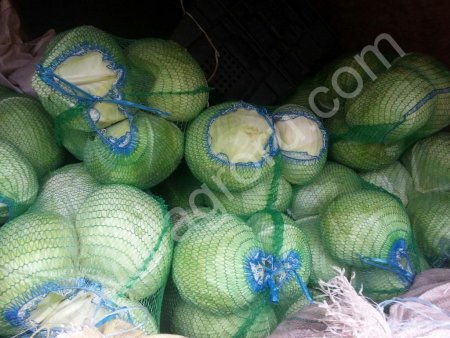 Капуста Агресор