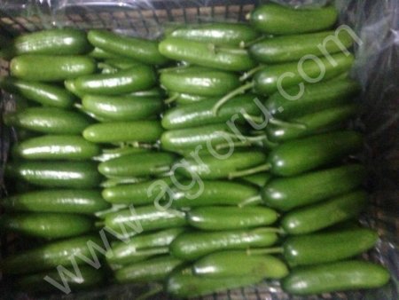 огурец гладкий