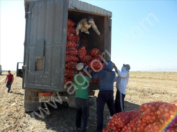 Лук крупным оптом