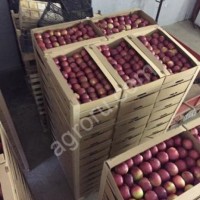 Яблоки от производителя