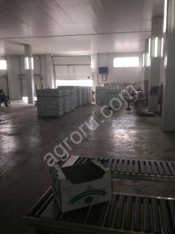 Яблоки оптом 60+ напрямую с садов!