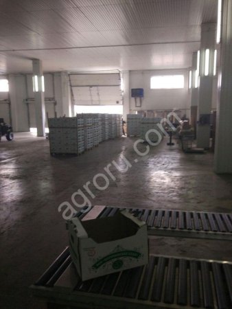 Яблоки оптом 60+ напрямую с садов!