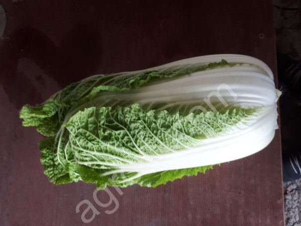 Пекинская капуста