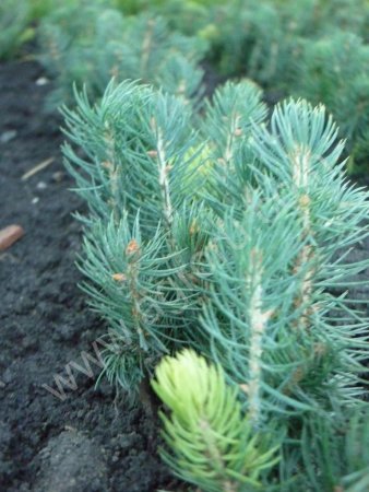 Ель голубая 2-х летка (мелкая)