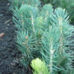 Ель голубая 2-х летка (мелкая)