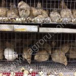 Перепела Маньчжурские, Эстонские, Техасские пищевое и инкубационное яйцо