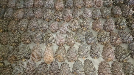 Шишка кедровая отборная урожай 2020г