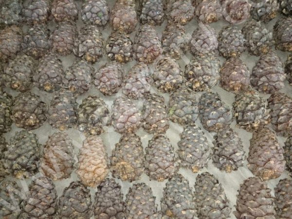 Шишка кедровая отборная урожай 2020г