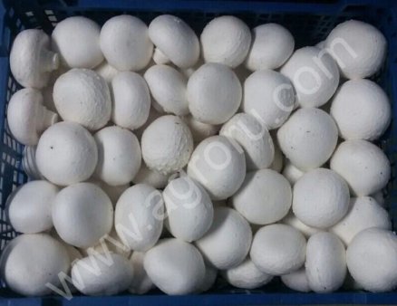 Грибы шампиньоны