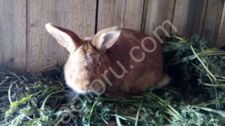 Чистопородное разведение НЗК