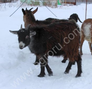 Козы альпийские