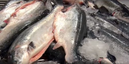 Форель ПБГ с/с